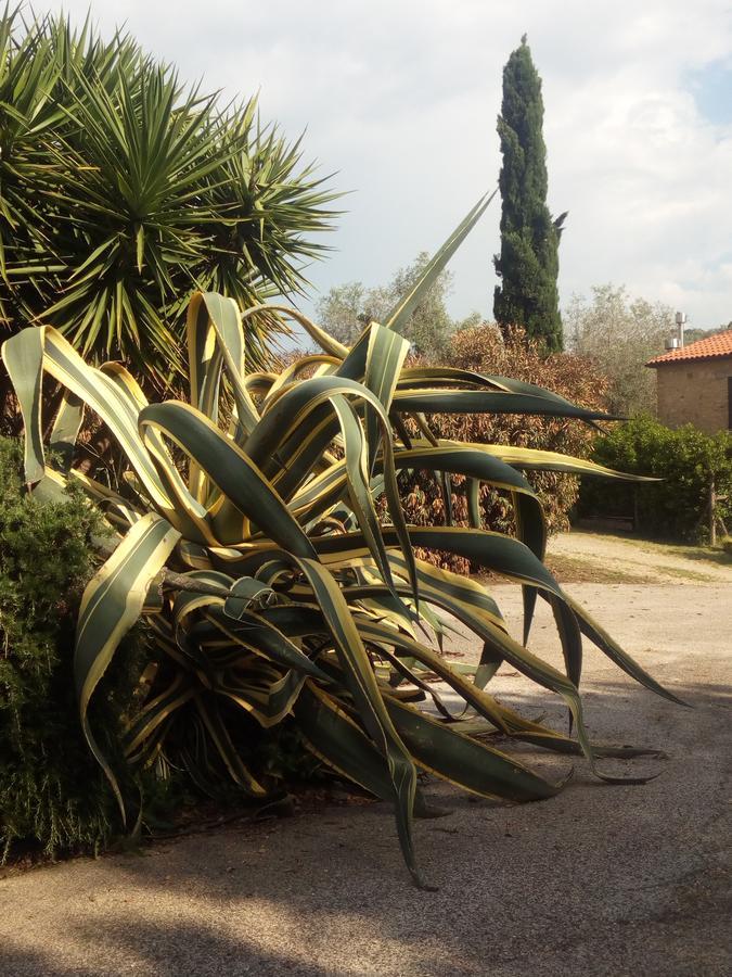 Case Cordovani Magliano in Toscana Buitenkant foto