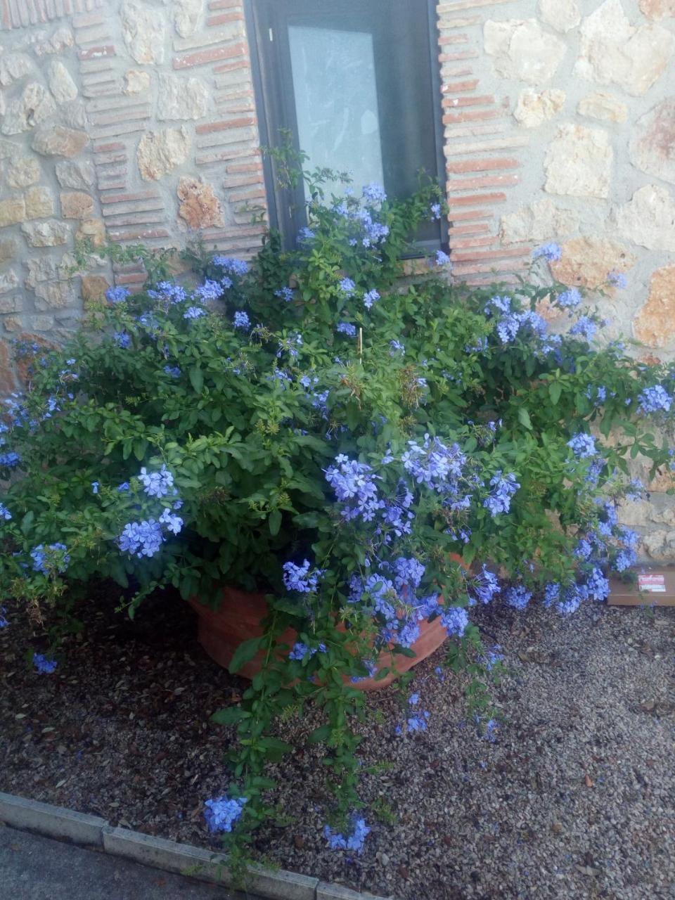 Case Cordovani Magliano in Toscana Buitenkant foto